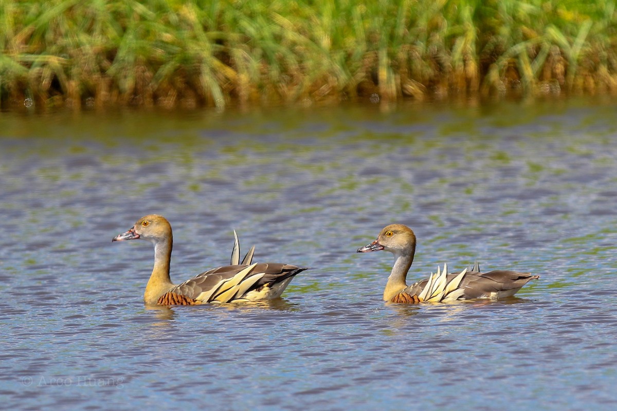 Plumed Whistling-Duck - ML138974911