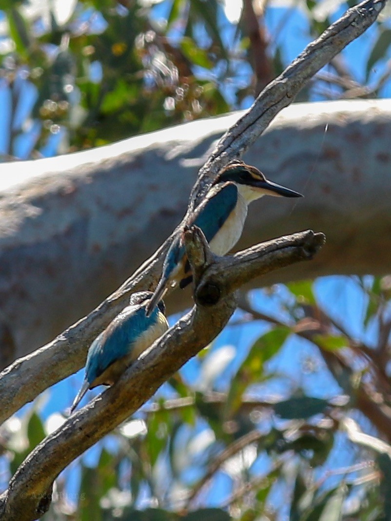 Sacred Kingfisher - ML138976341