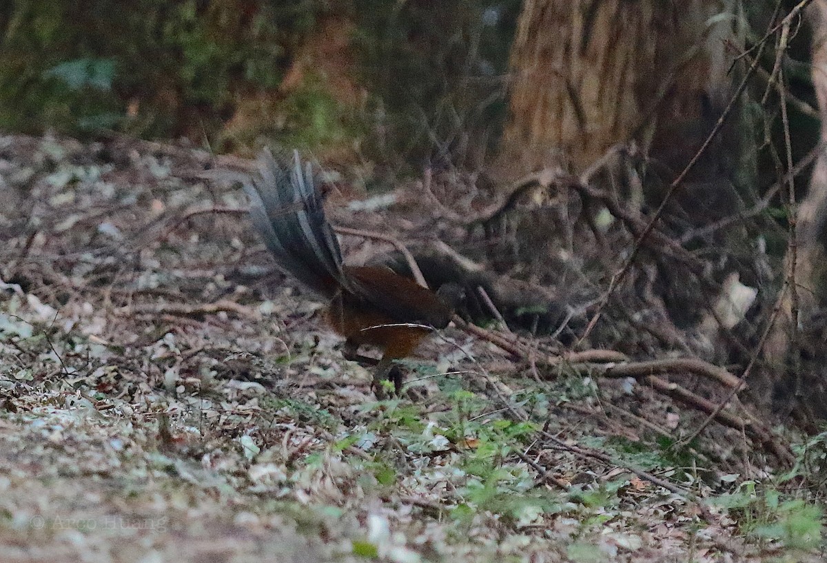 Albert's Lyrebird - ML138976391