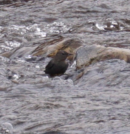 American Dipper - ML138977241
