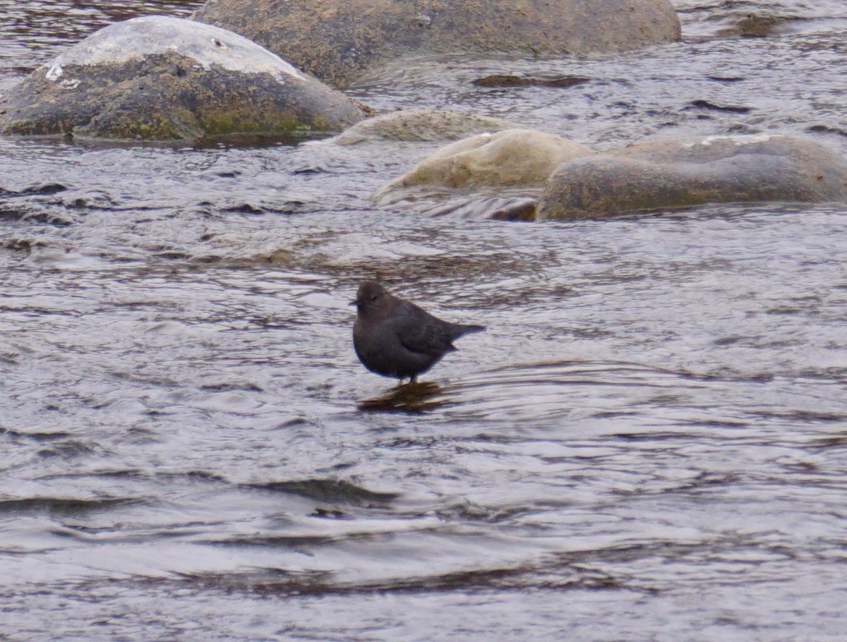American Dipper - ML138977271