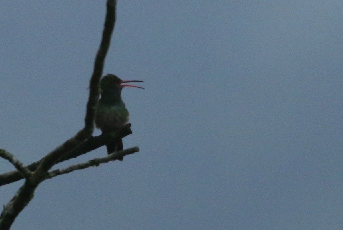 Rufous-tailed Hummingbird - ML138978421