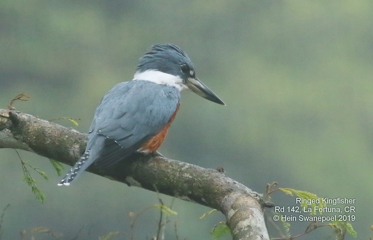 Martin-pêcheur à ventre roux - ML138978751