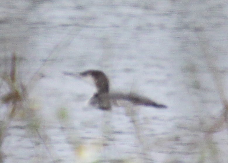 Common Loon - ML138979031