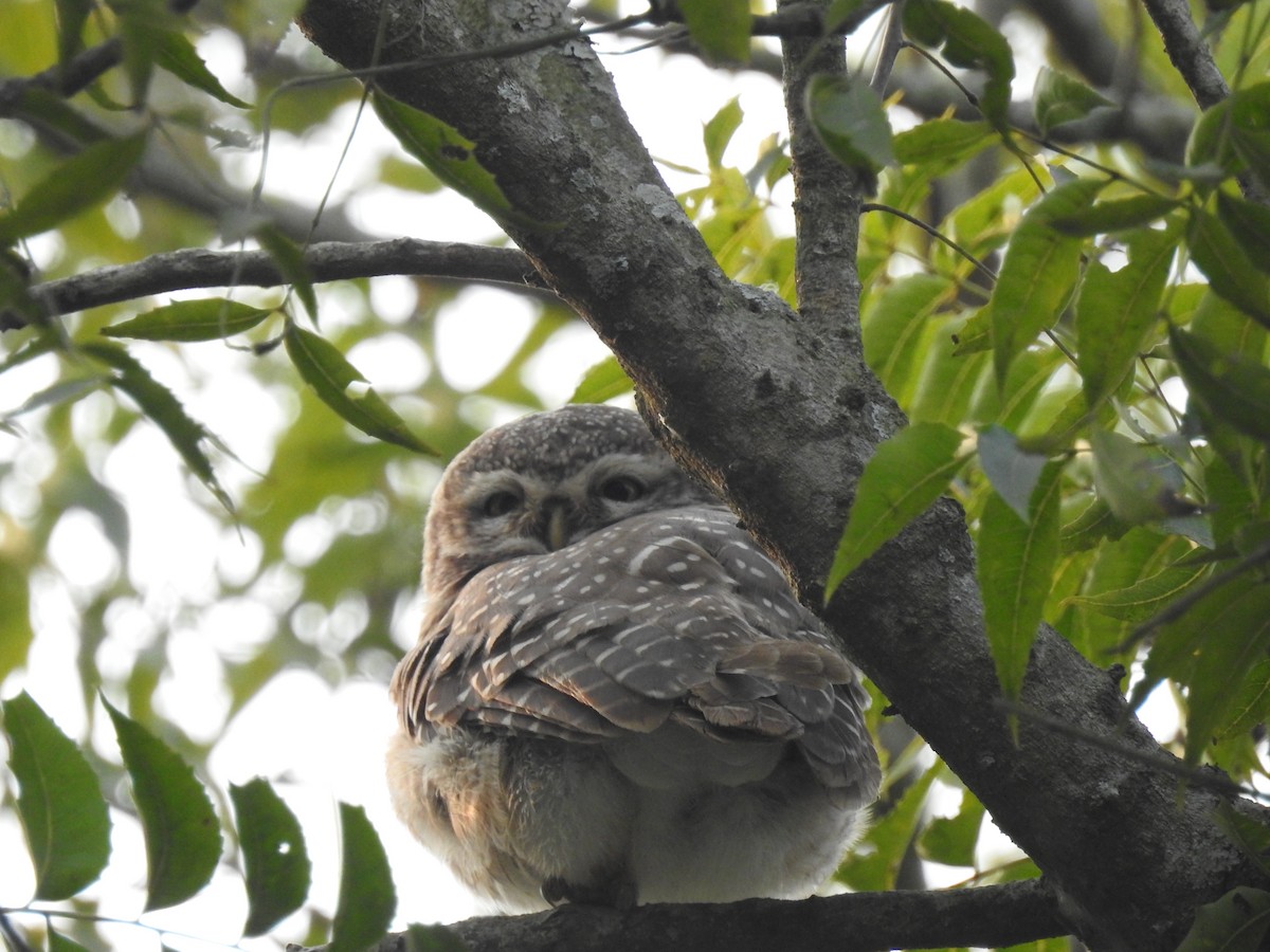 Spotted Owlet - ML138979191