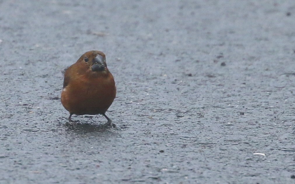 Thick-billed Seed-Finch - Hendrik Swanepoel