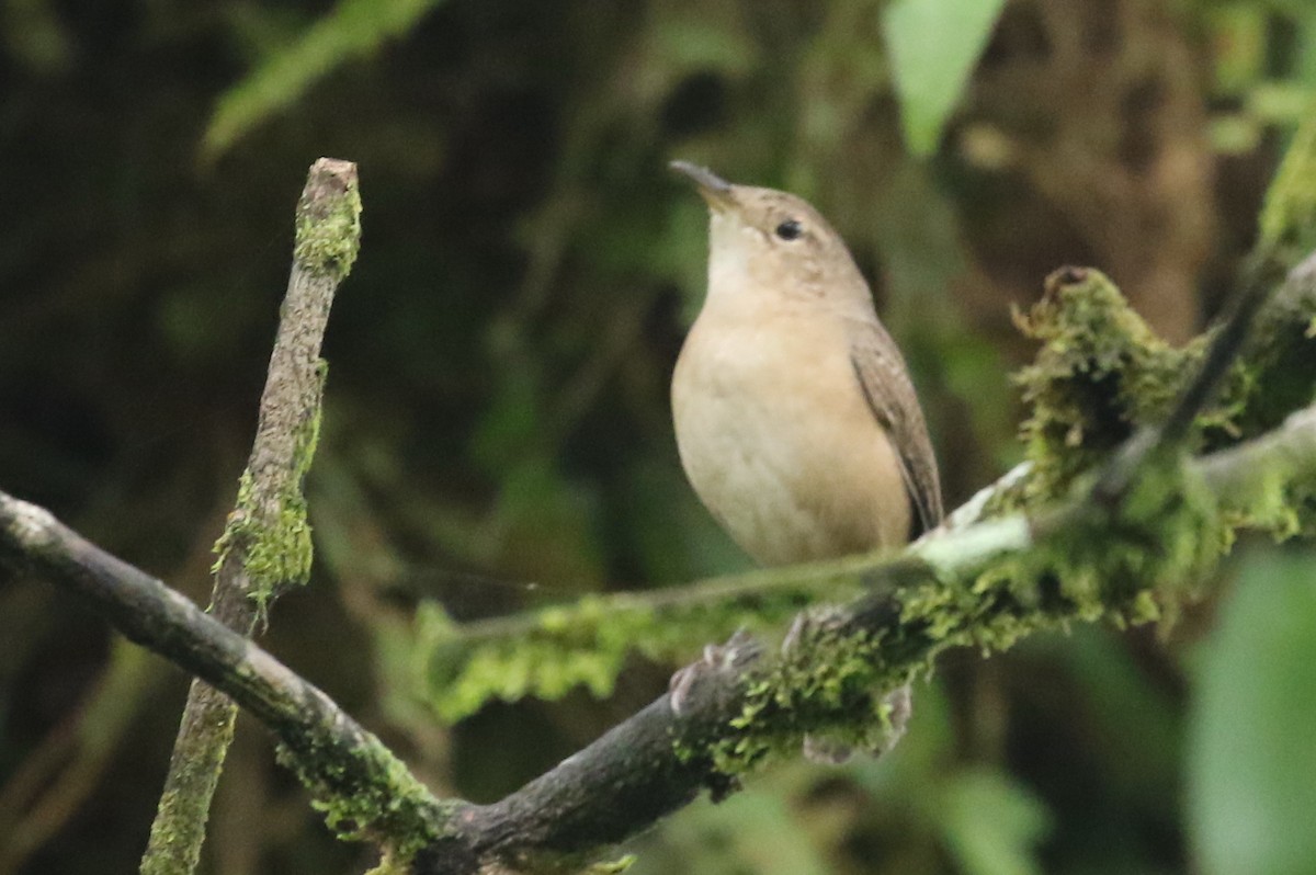 House Wren - Hendrik Swanepoel