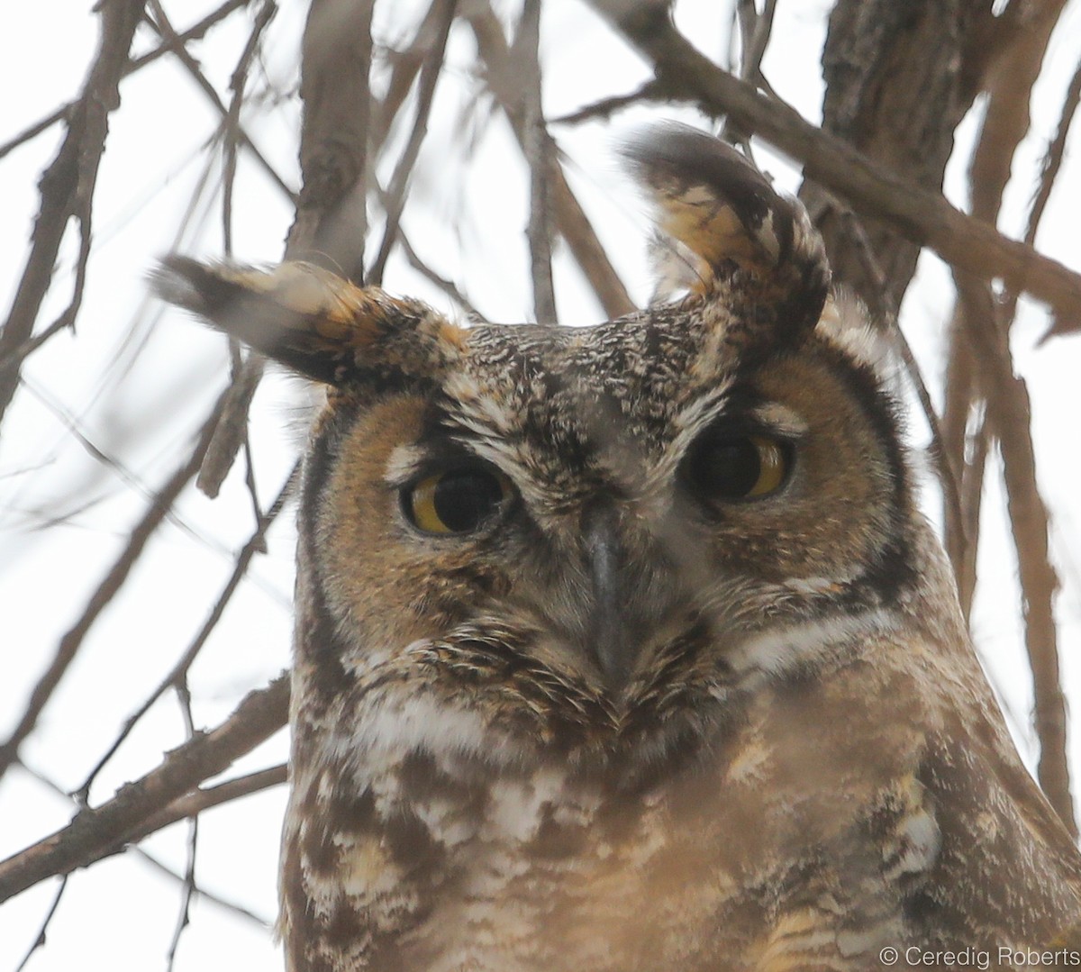 Great Horned Owl - ML138980191