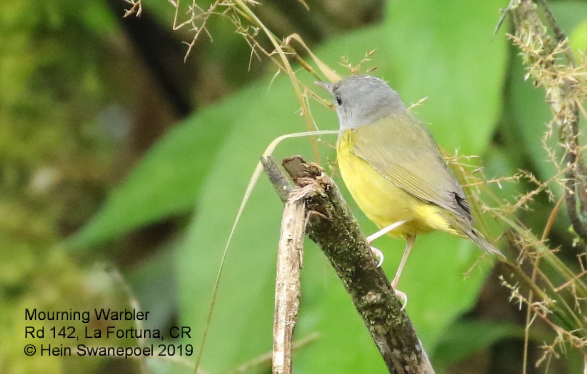 Mourning Warbler - ML138980631