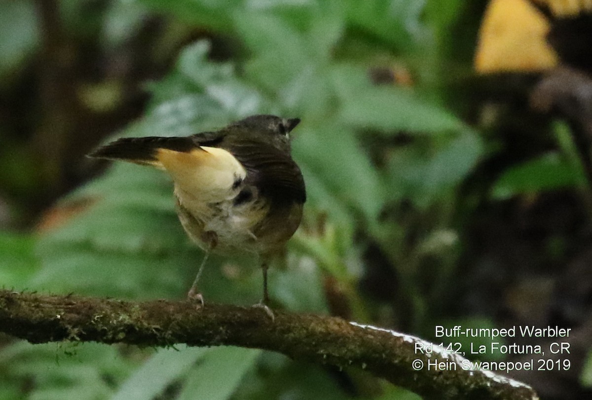 Buff-rumped Warbler - ML138980771