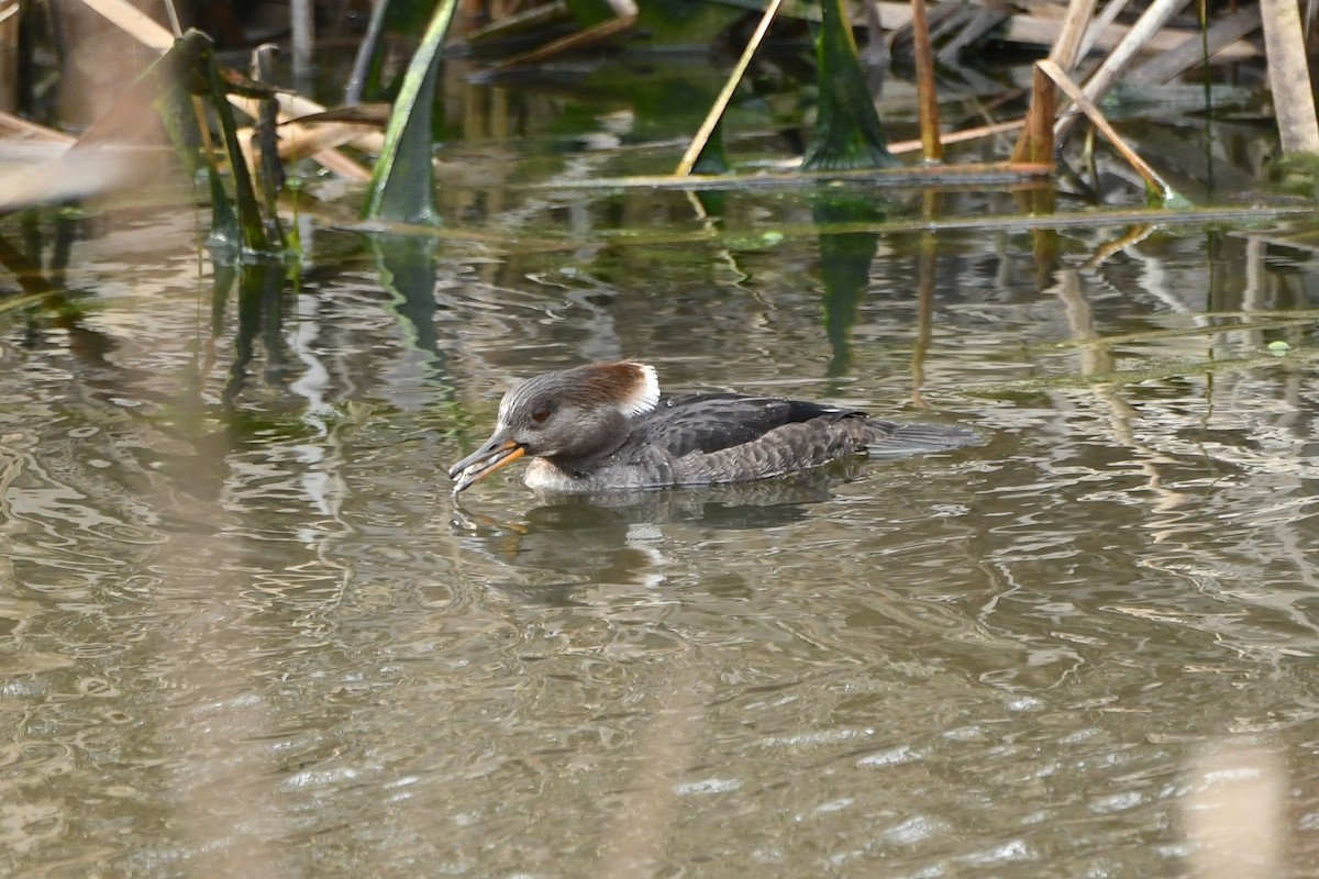 Hooded Merganser - ML138981211