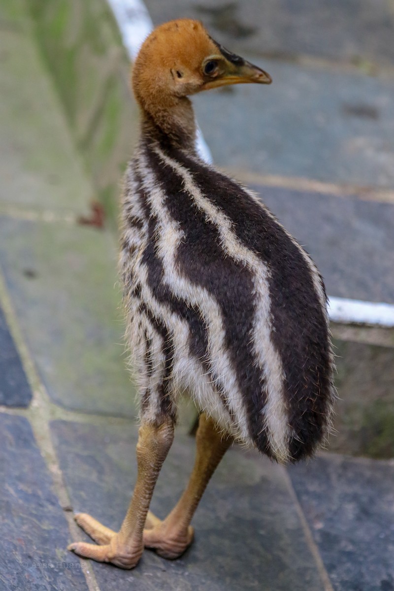 Southern Cassowary - Anonymous