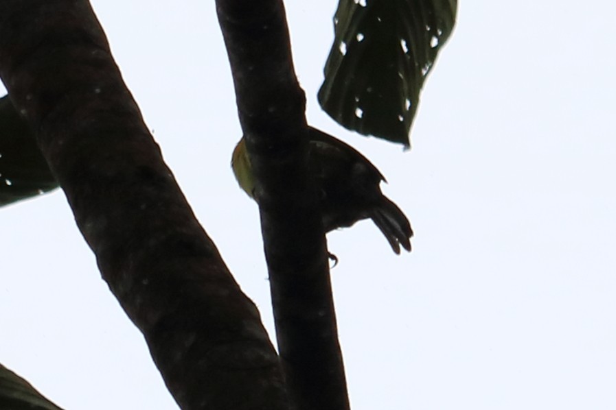 Gilded Barbet - Alta Tanner