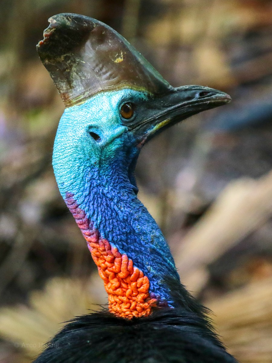 Southern Cassowary - Anonymous