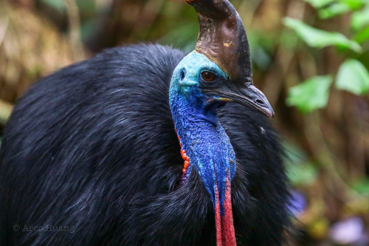 Southern Cassowary - Anonymous