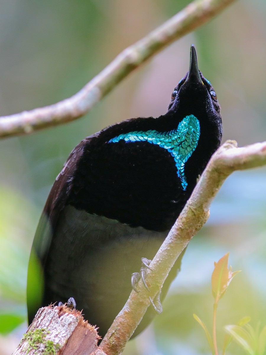 Victoria's Riflebird - Anonymous