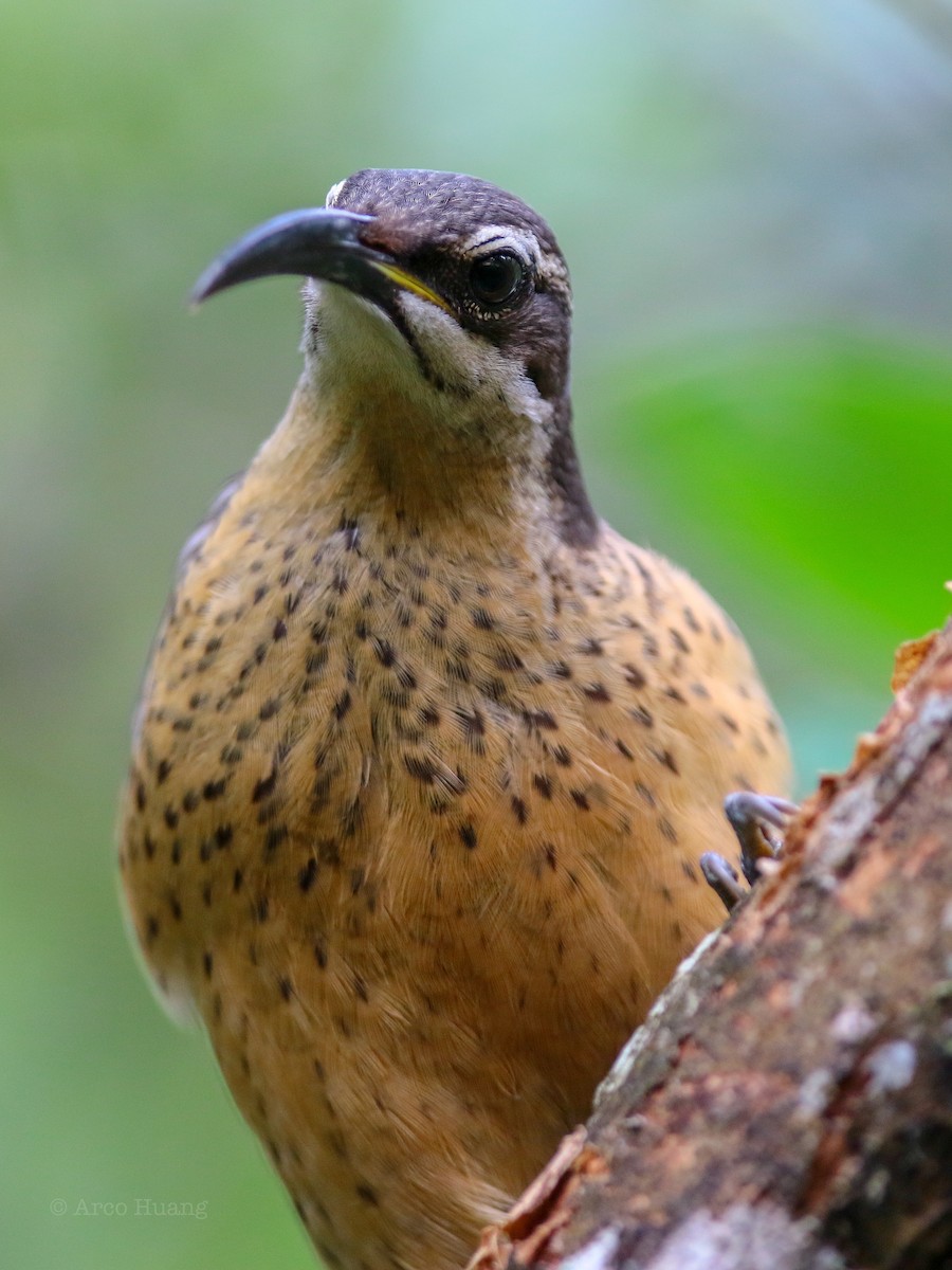 Victoria's Riflebird - Anonymous