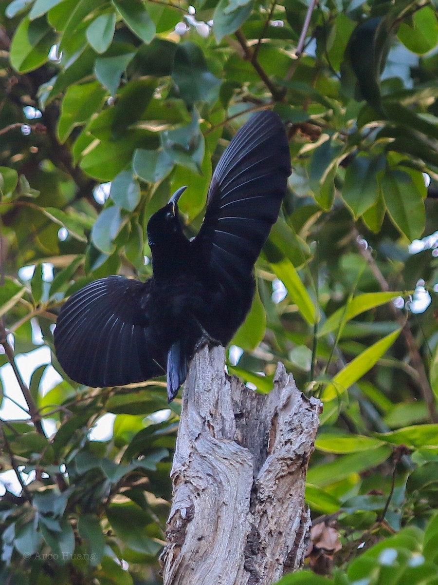 Victoria's Riflebird - Anonymous