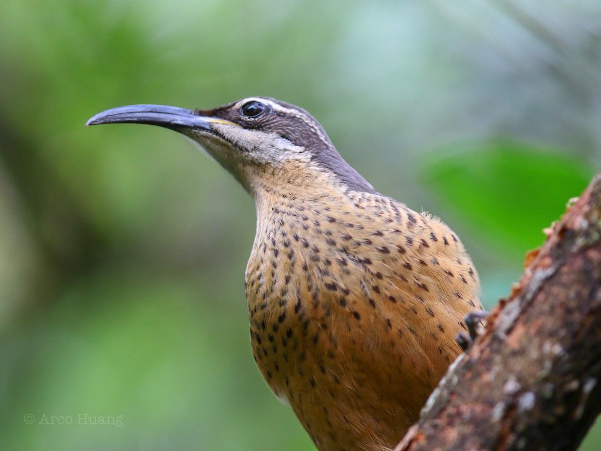 Victoria's Riflebird - Anonymous