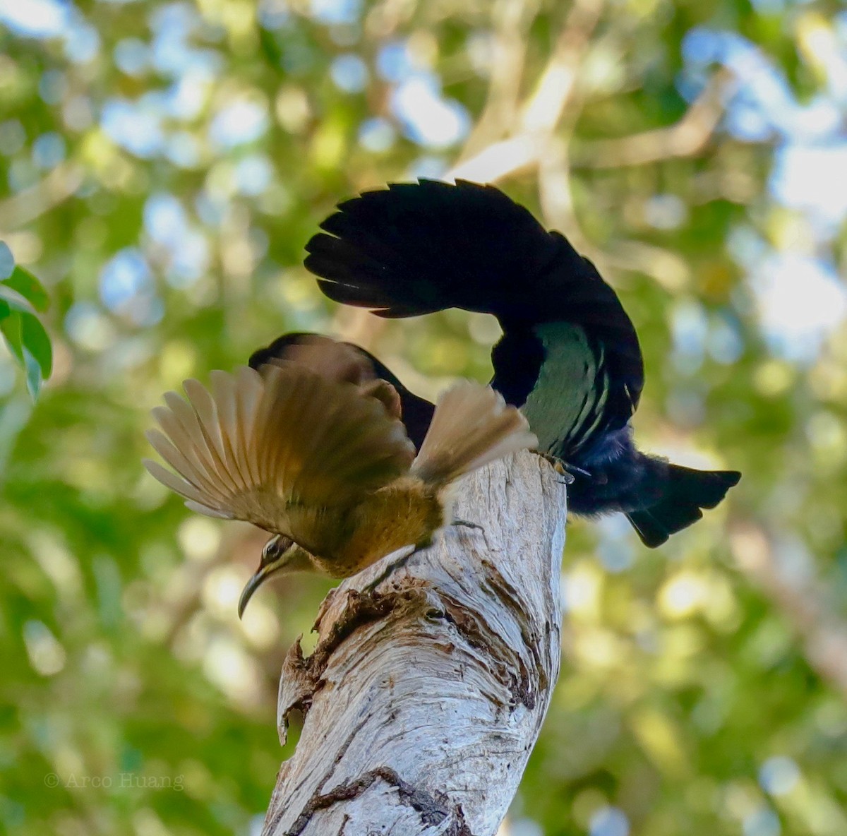 Victoria's Riflebird - Anonymous