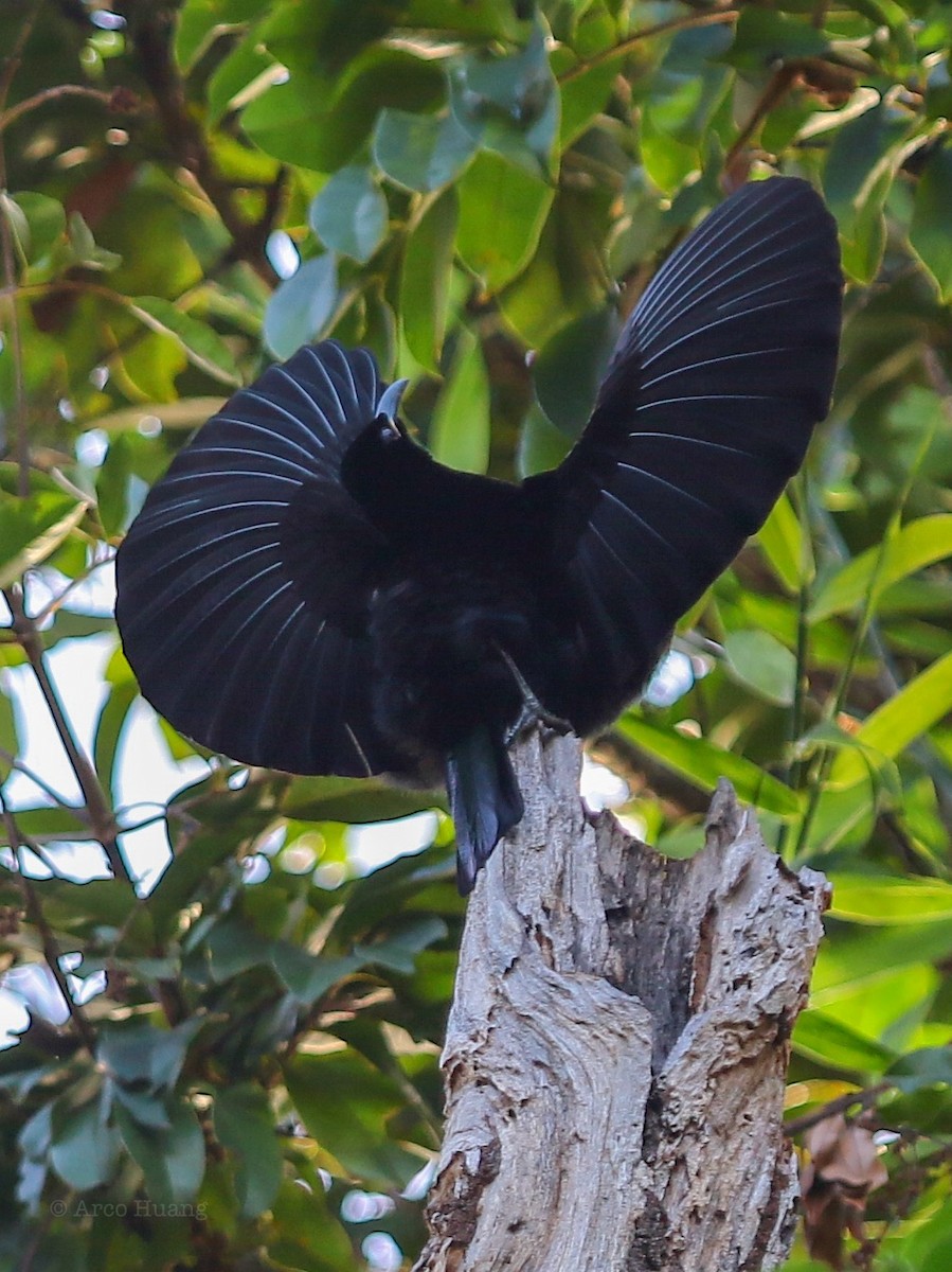 Victoria's Riflebird - Anonymous