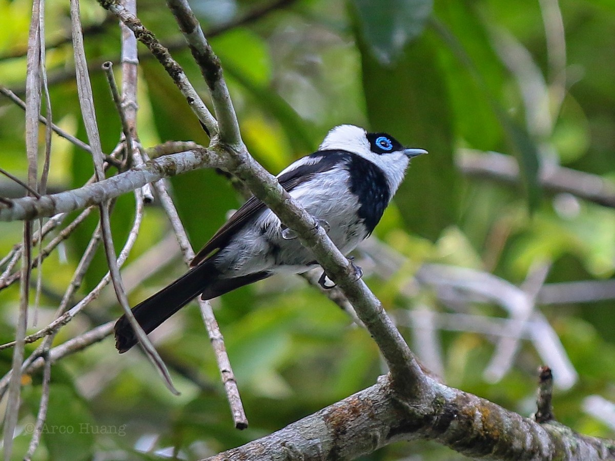 Pied Monarch - Anonymous