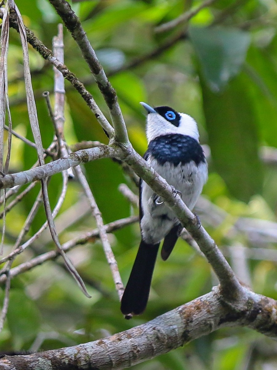 Pied Monarch - ML138983971