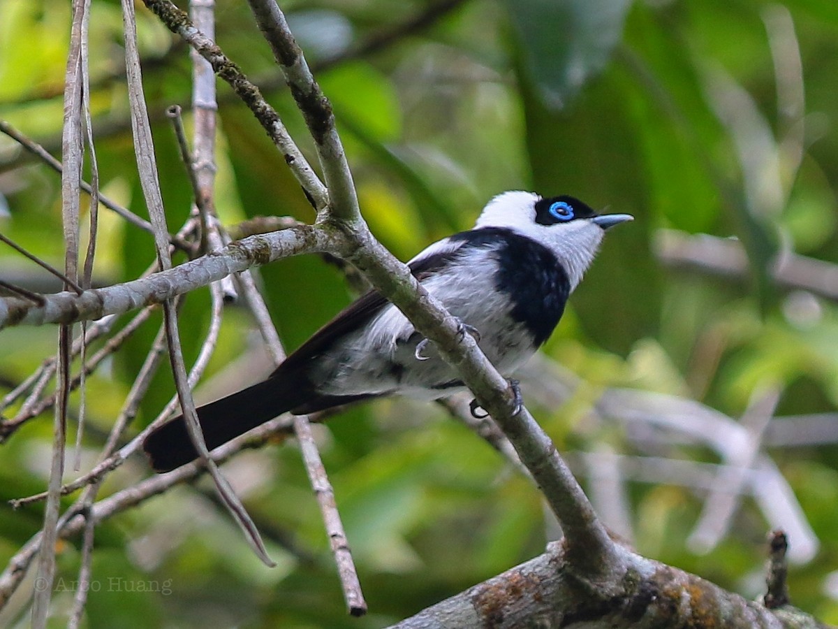 Pied Monarch - ML138983981