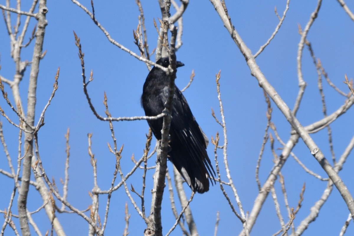 American Crow - ML138985711