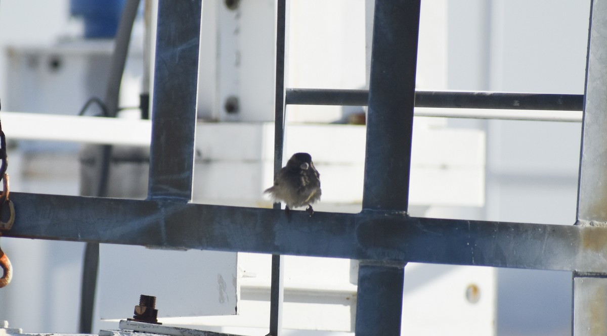 Junco ardoisé - ML138986091