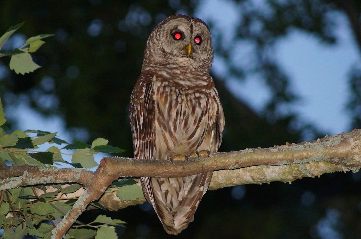 Barred Owl - ML138986171