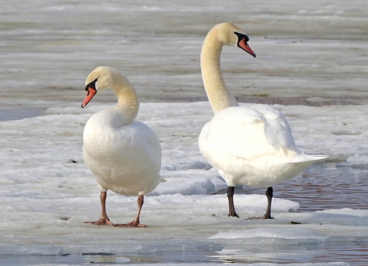 Mute Swan - Jean Iron