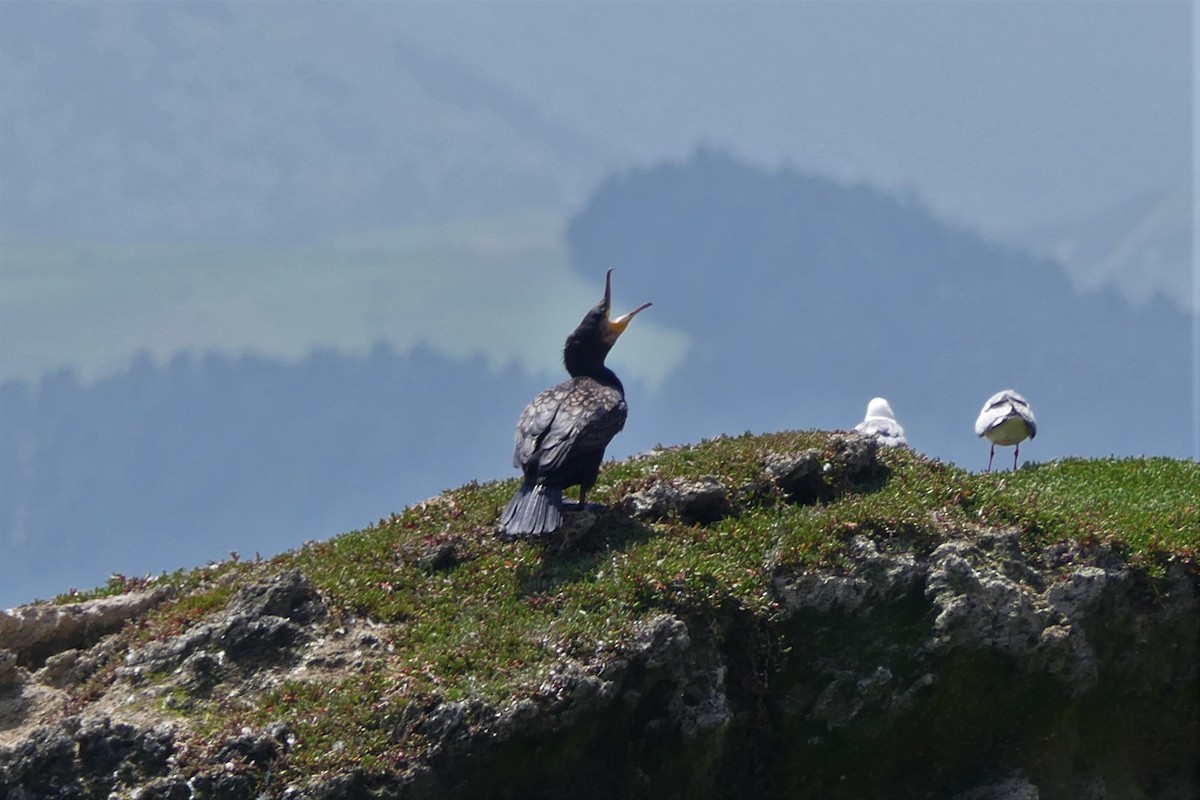 Cormorán Grande - ML138987681