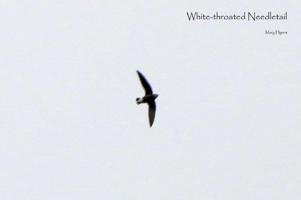 White-throated Needletail - U3A Bird Group Two