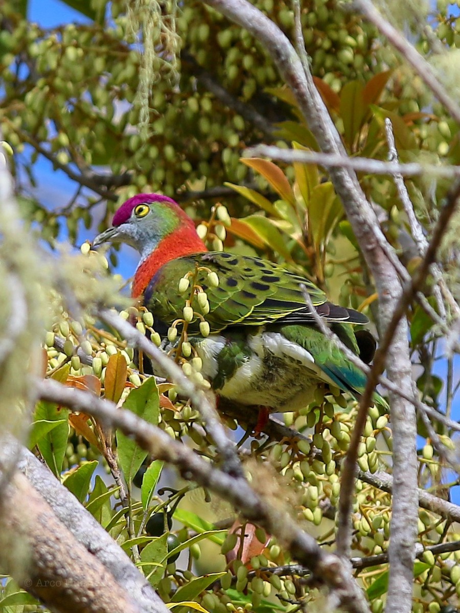 Superb Fruit-Dove - Anonymous