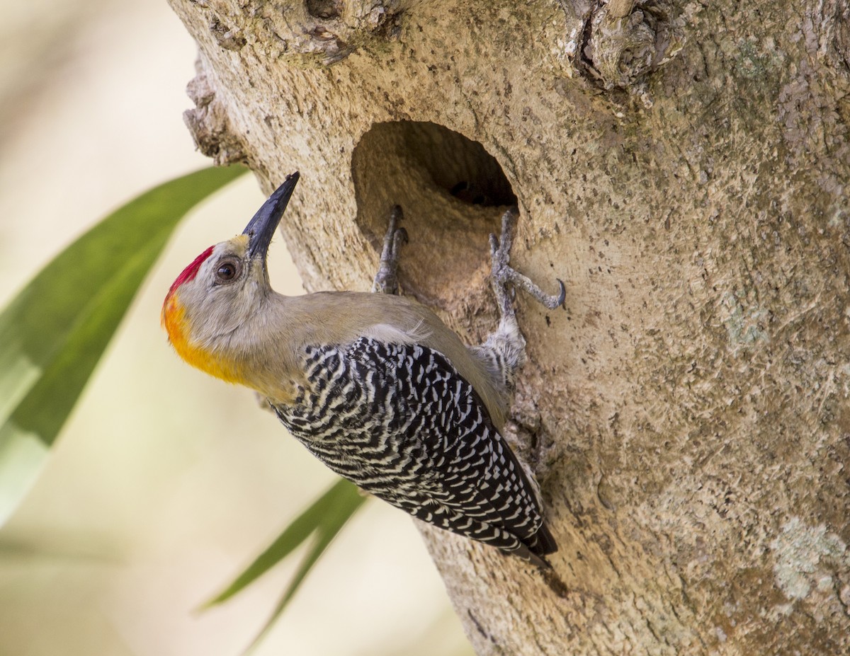 Hoffmann's Woodpecker - ML138988131