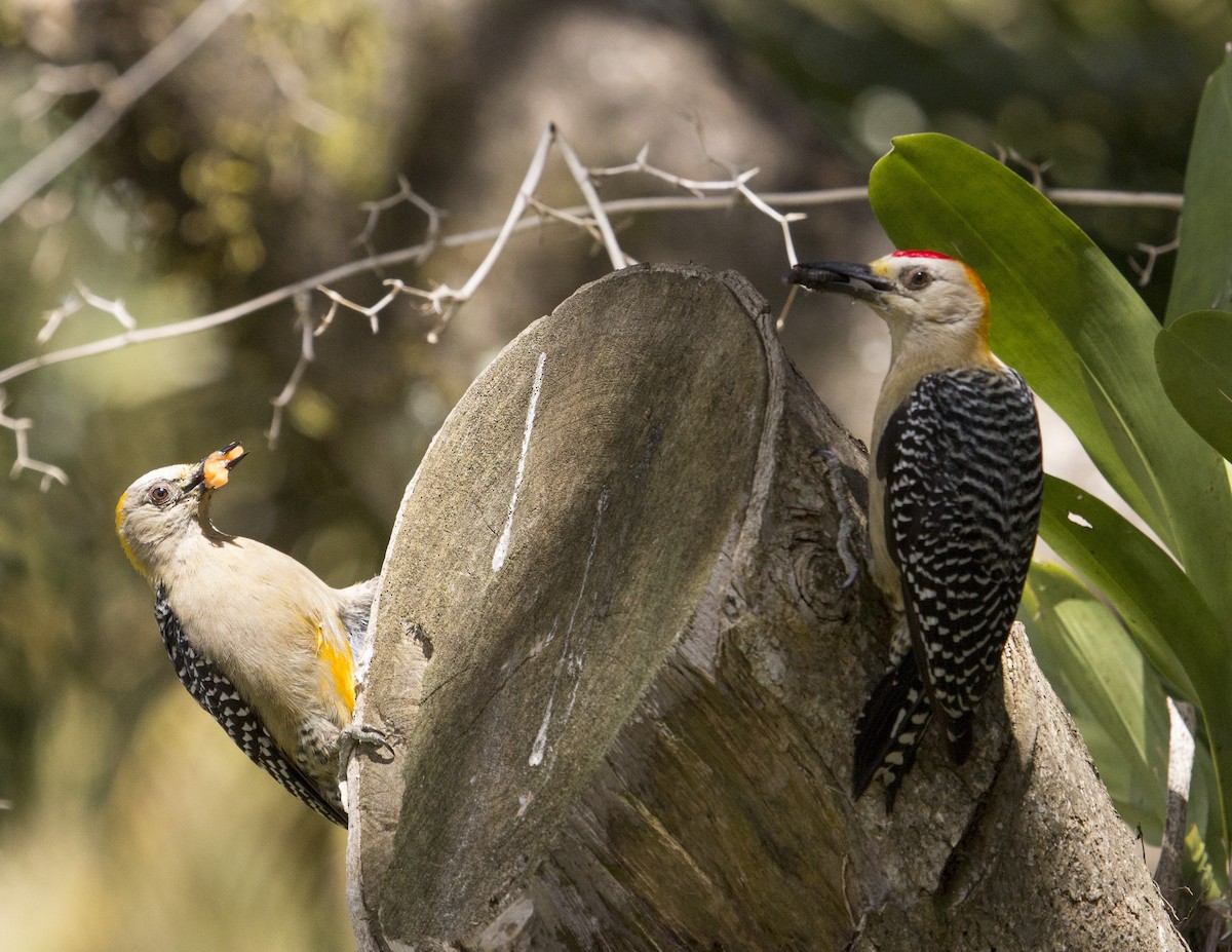 Hoffmann's Woodpecker - ML138988331