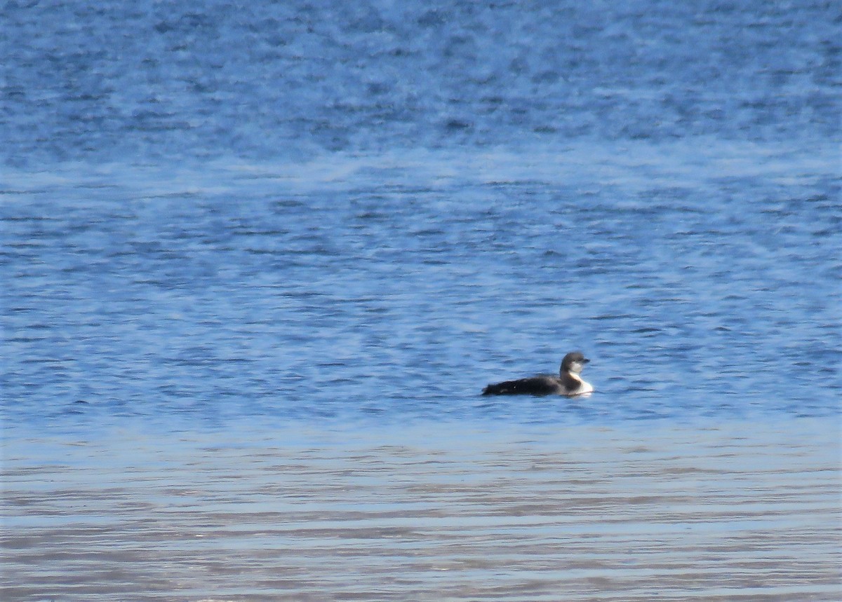 Pacific Loon - ML138988471