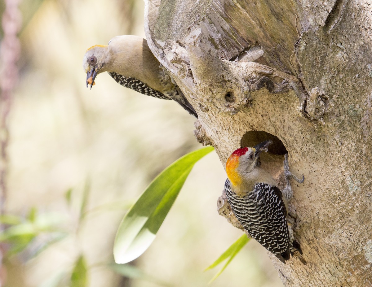 Hoffmann's Woodpecker - ML138988481