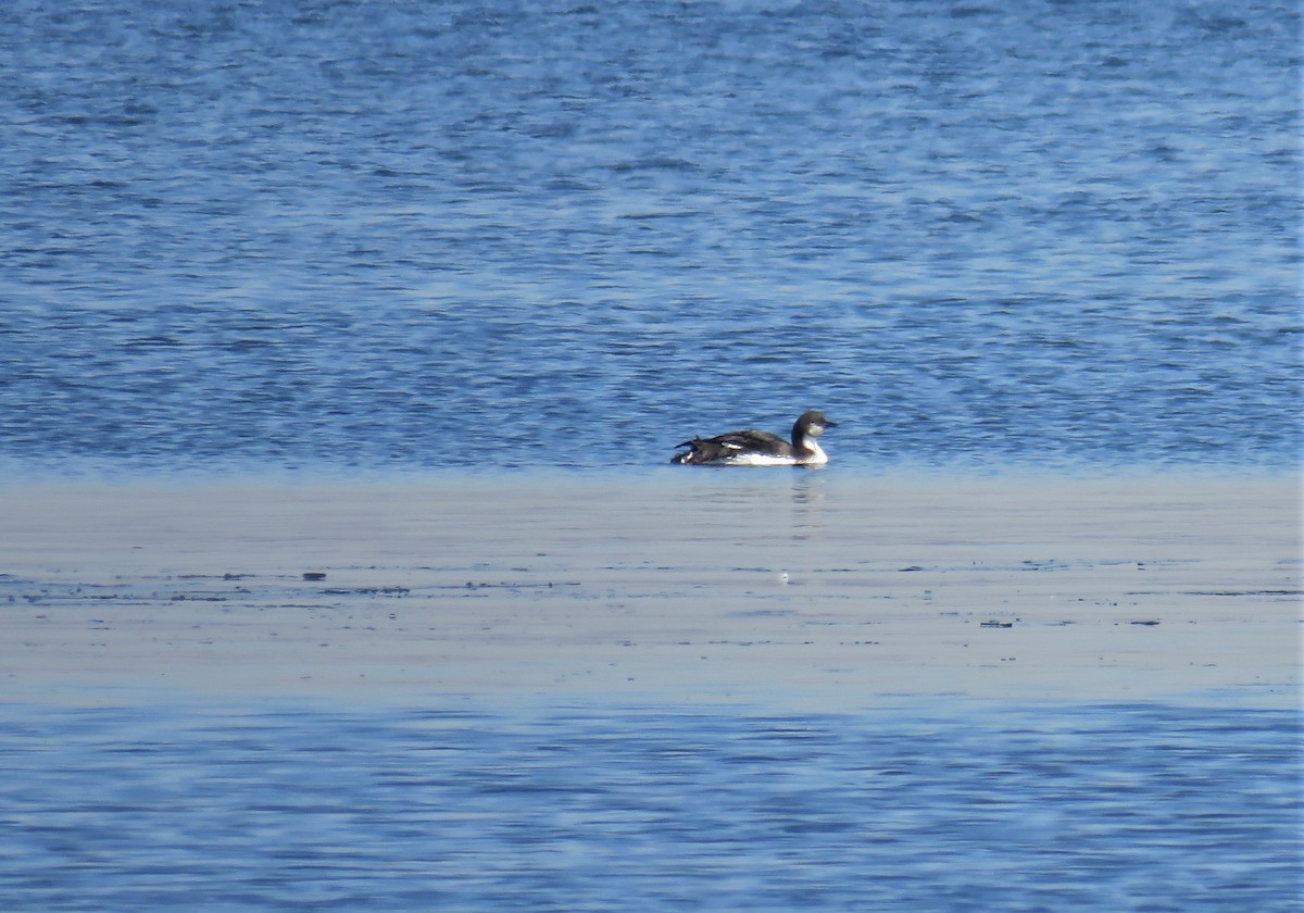 Pacific Loon - ML138988491