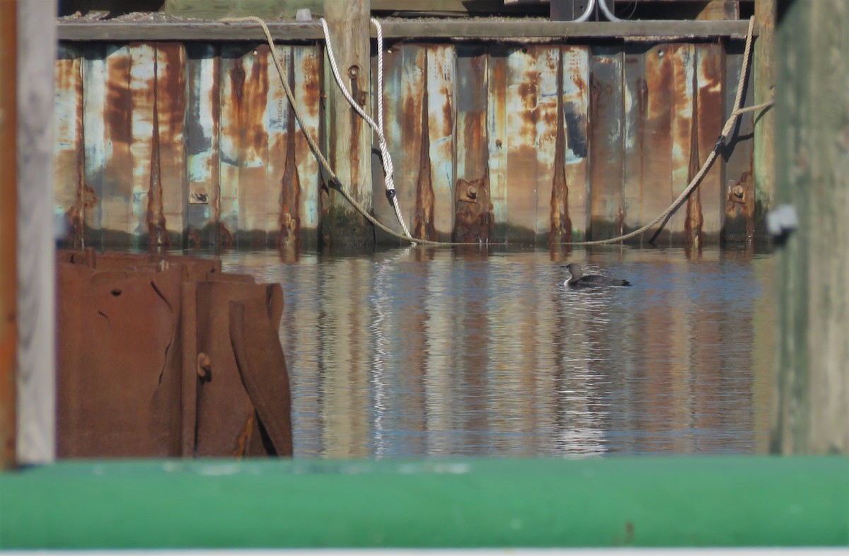 Pacific Loon - ML138988511