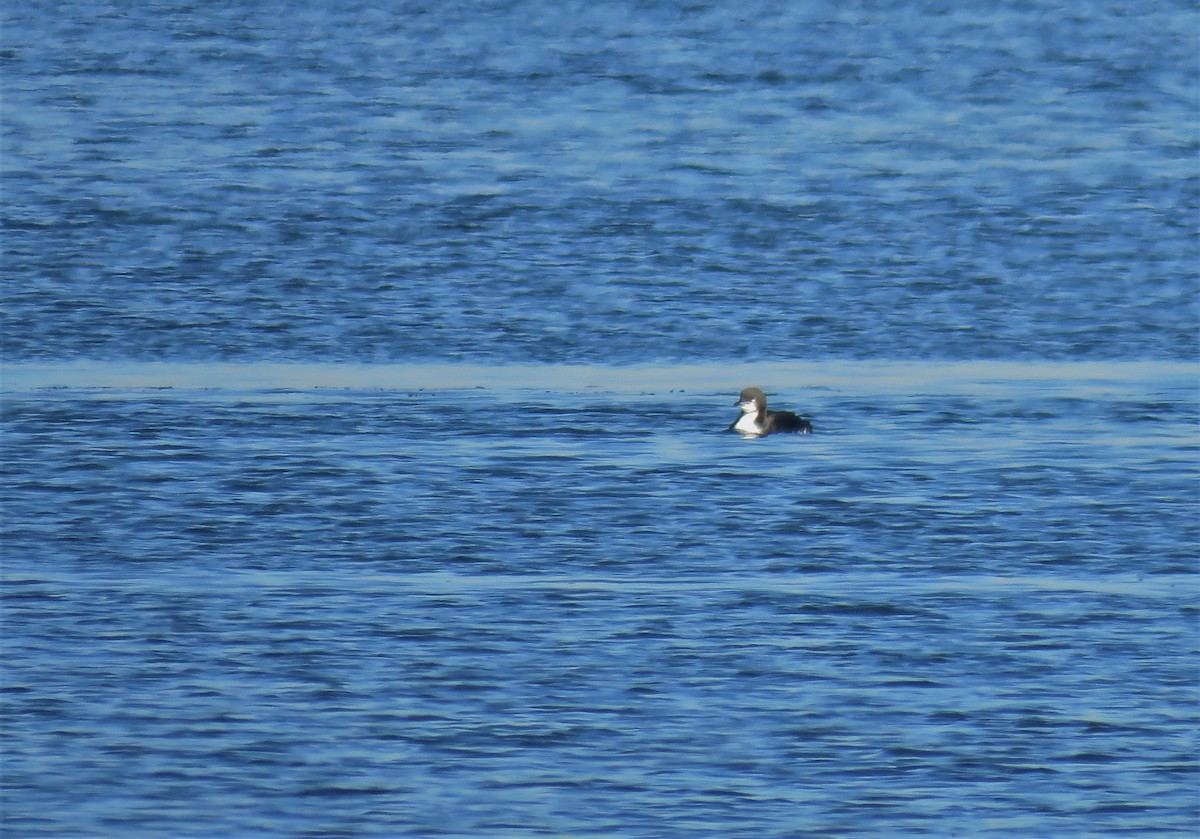 Pacific Loon - ML138988521