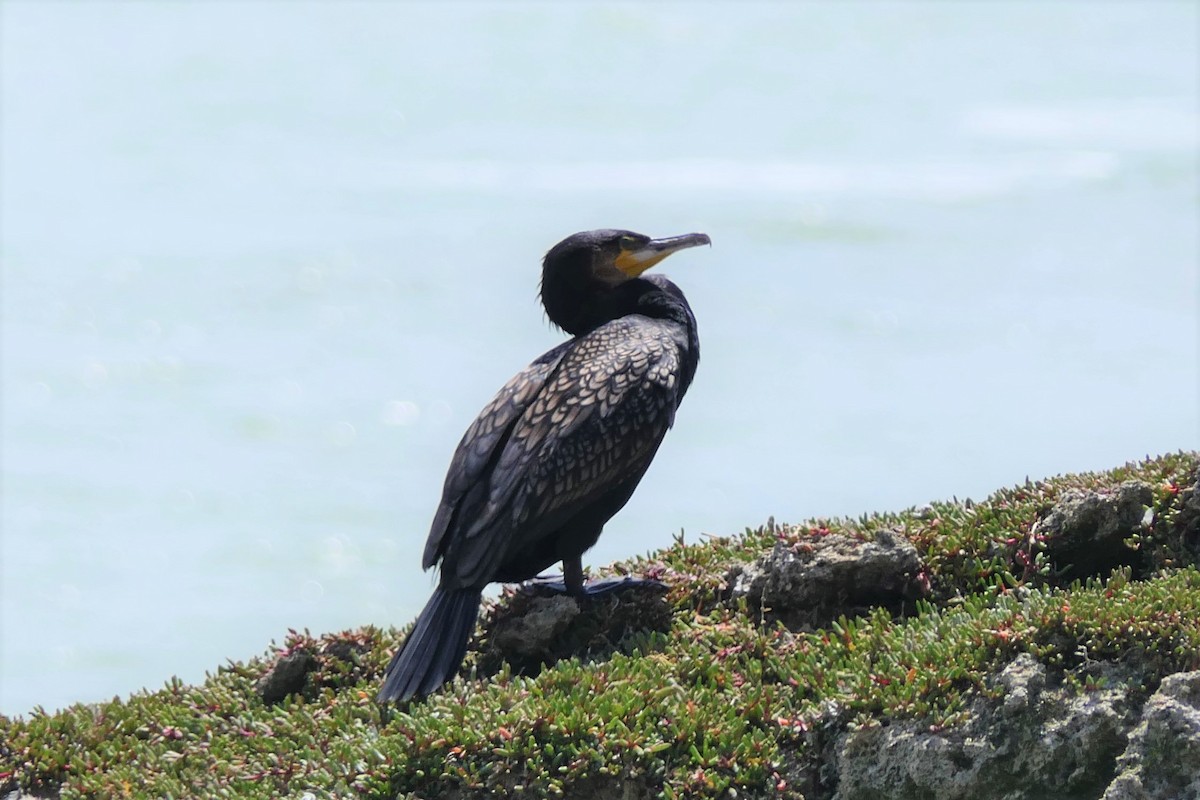 Great Cormorant - Jim Kirker