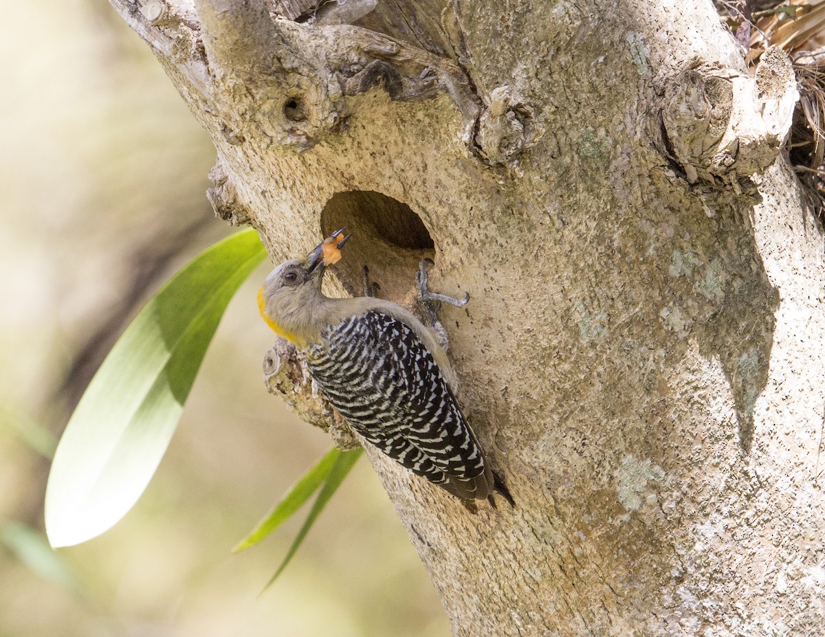 Hoffmann's Woodpecker - Jan Allen