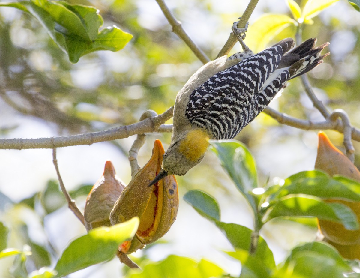 Hoffmann's Woodpecker - ML138989021