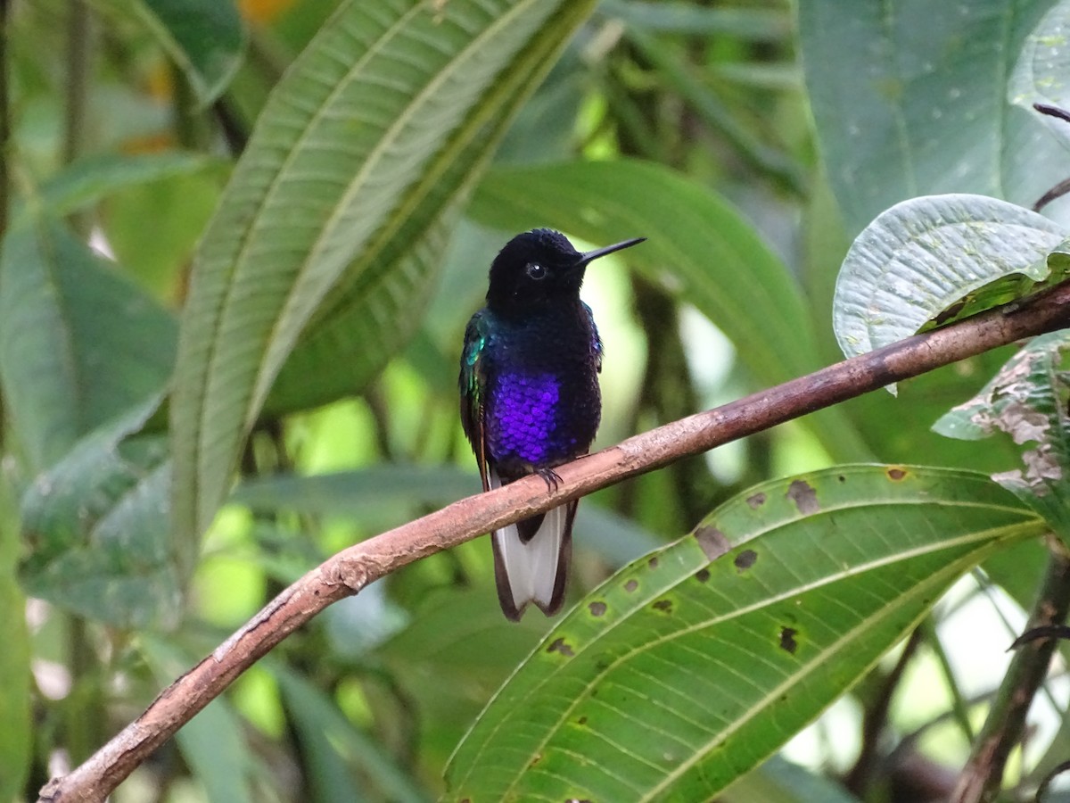 Velvet-purple Coronet - ML138991631