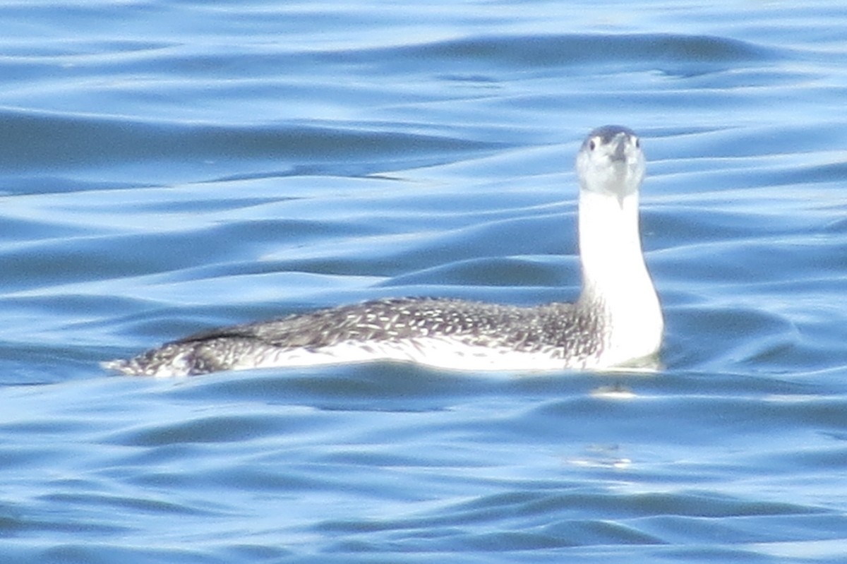 Red-throated Loon - Anonymous