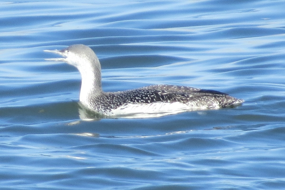 Red-throated Loon - ML138991731