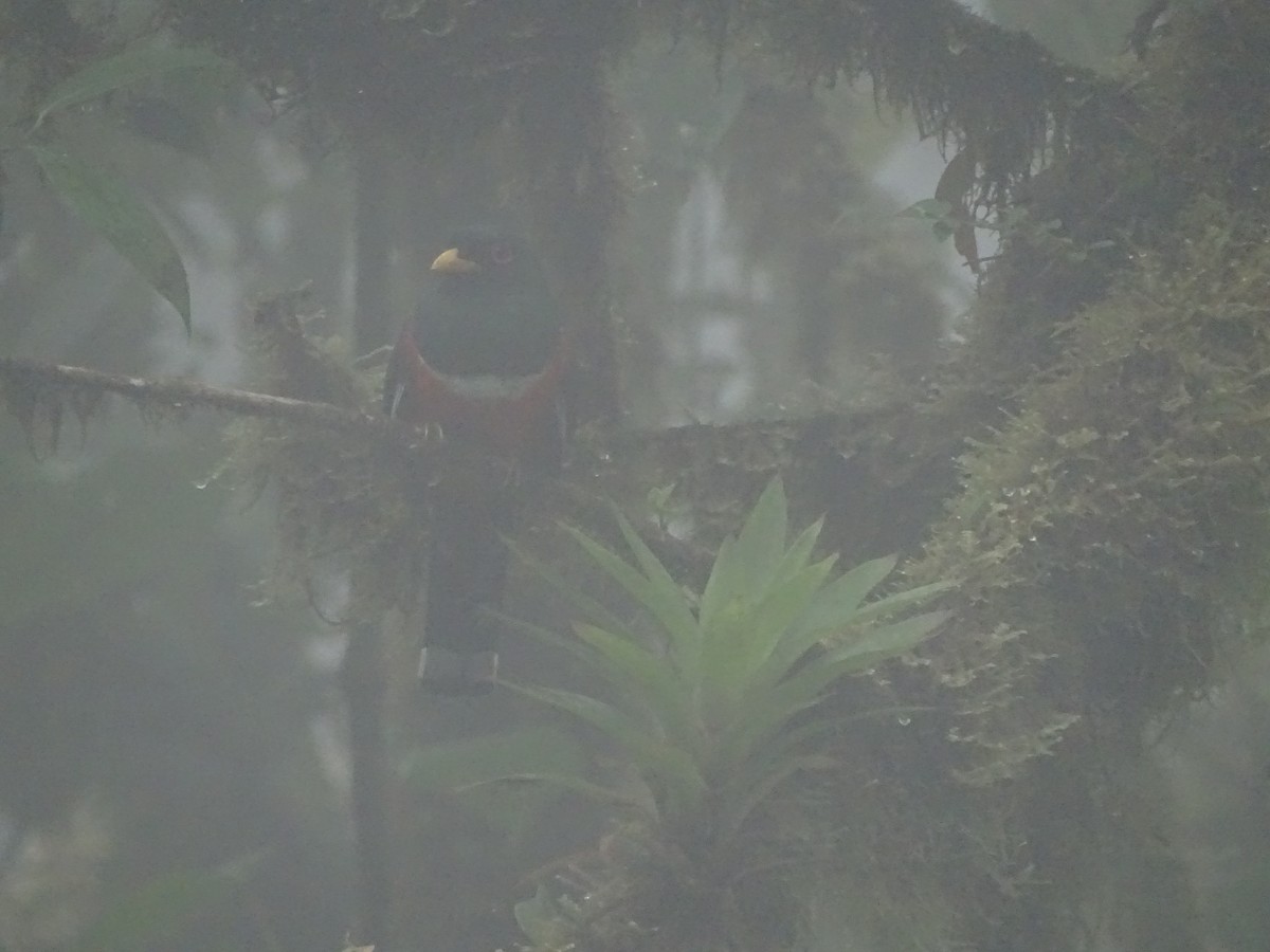 Masked Trogon - ML138991911