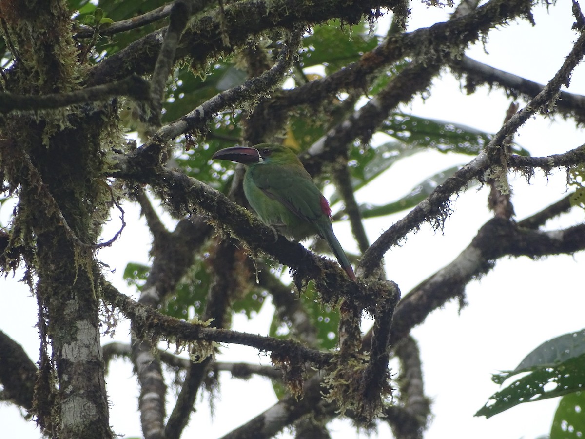 Crimson-rumped Toucanet - ML138992051